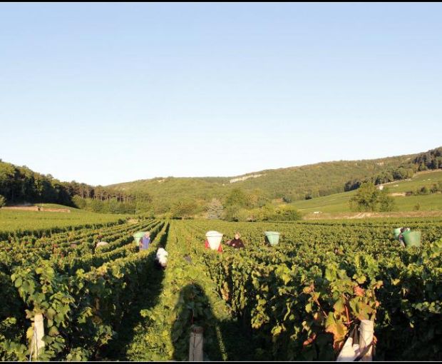 Morey-Saint-Denis AOC 2021, Domaine Marchand-Grillot