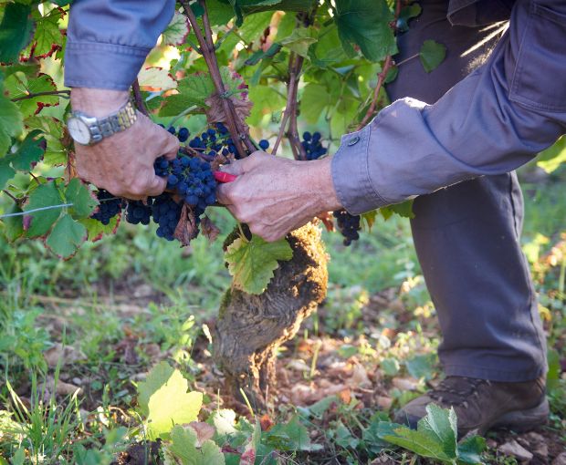 Gevrey-Chambertin AOC En Créot 2021, Domaine Marchand-Grillot