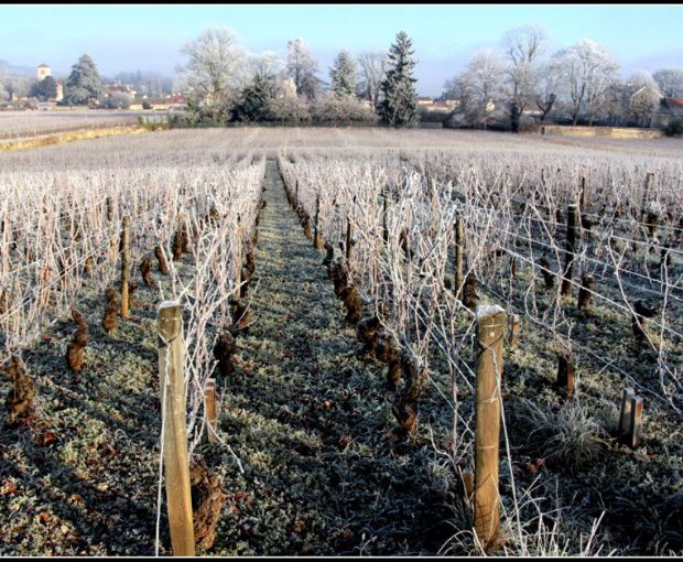 Gevrey-Chambertin AOC En Créot 2021, Domaine Marchand-Grillot