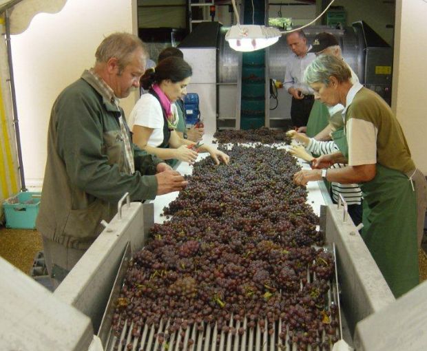 Morey-Saint-Denis AOC 2021, Domaine Marchand-Grillot