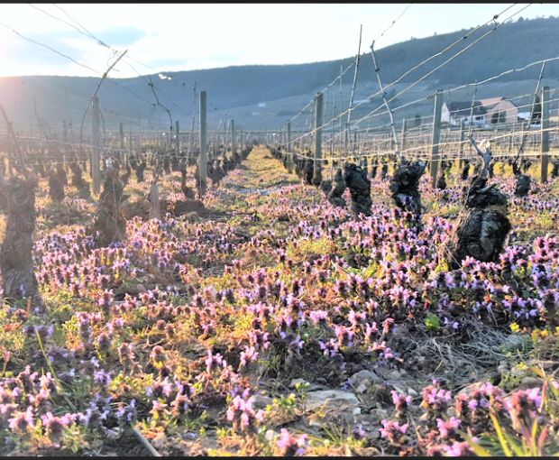 Gevrey-Chambertin AOC En Créot 2021, Domaine Marchand-Grillot
