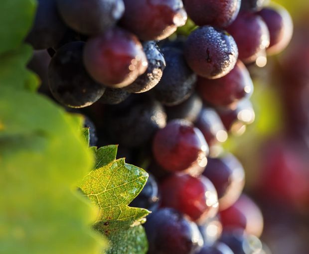 Prestige Rosé, Minuty