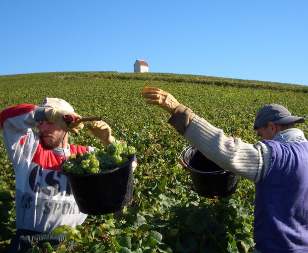 HALF Champagne Françoise Monay Brut