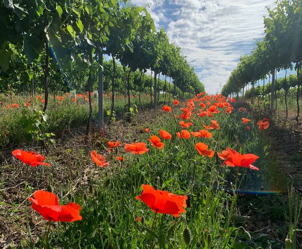 Egiodola Terroirs & Cepages d'Exception, La Cave des Vignerons Landais