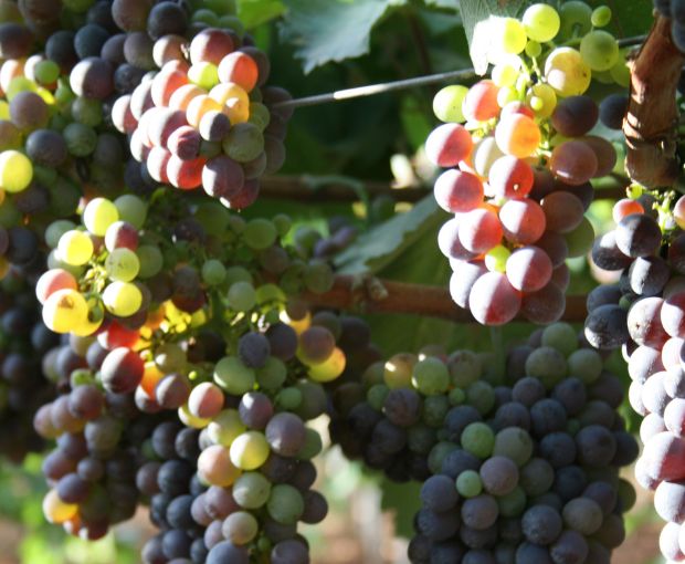 Malvasia Duchessa Isabella Puglia, Cantine Ionis