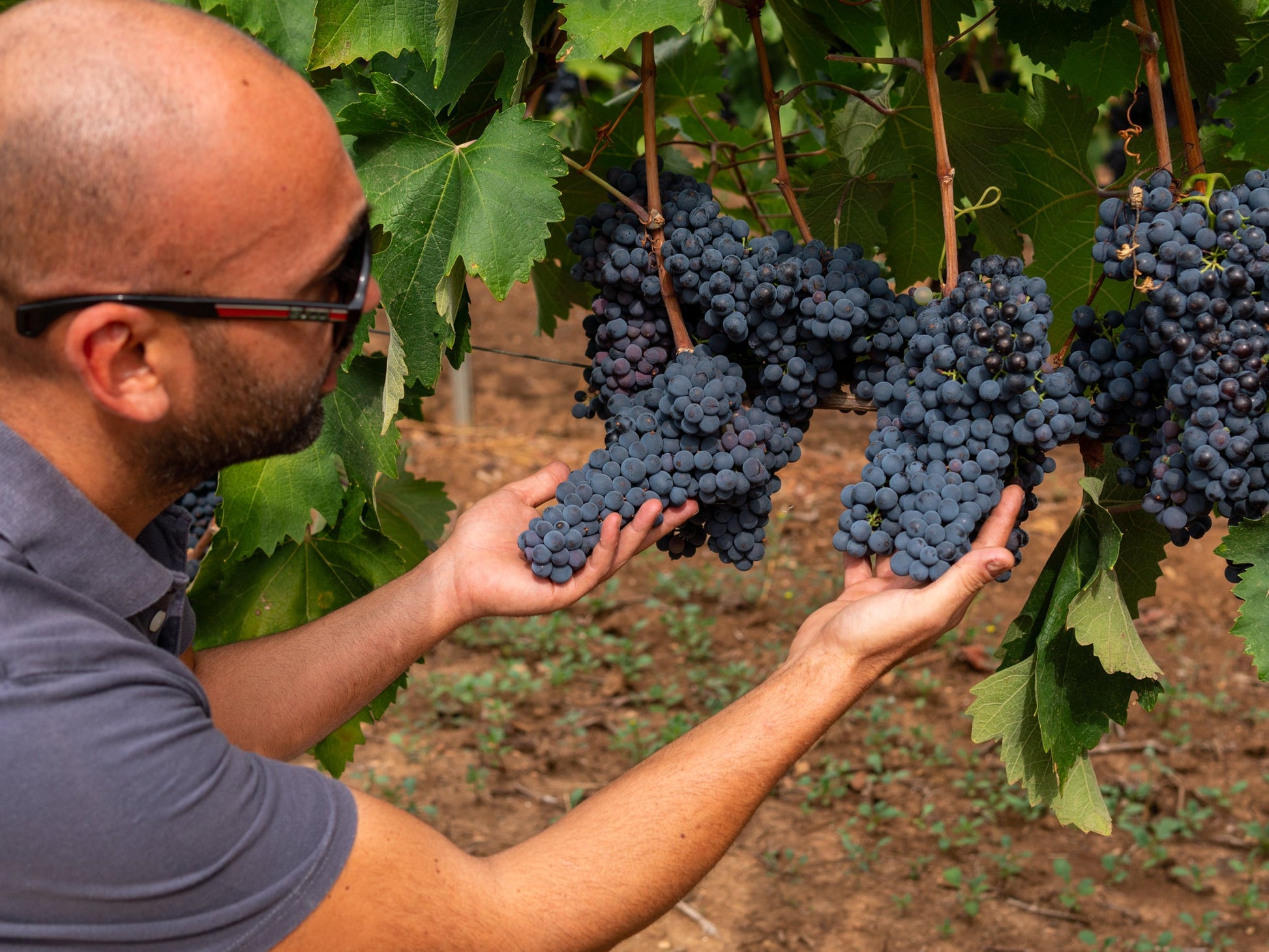 Primitivo Acanto Salento Puglia IGT, Cantine Ionis