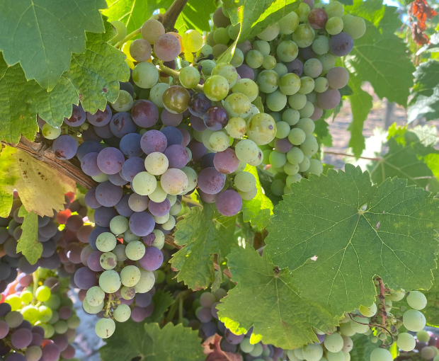 Chinon AOC, Domaine du Puy Rigault