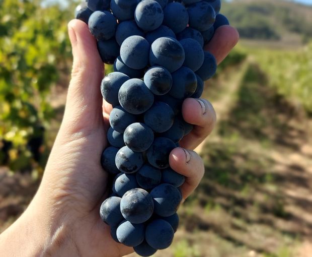 Rioja Alta Joven D.O.Ca, Lagar de Cayo