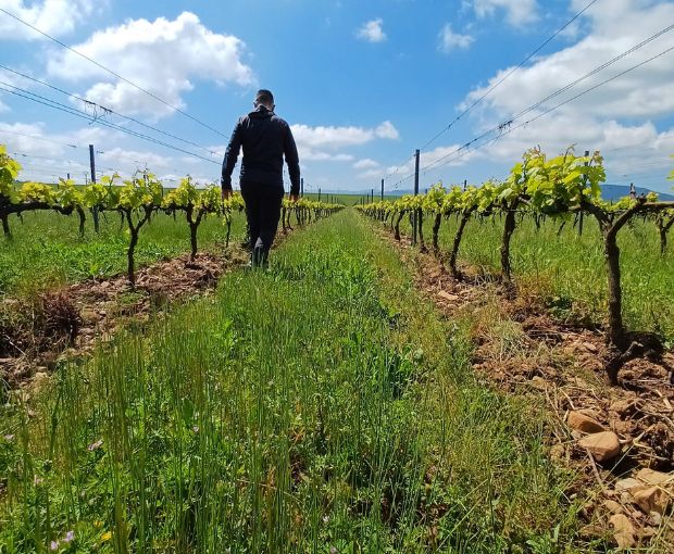 Rioja Alta Blanco D.O.Ca, Lagar de Cayo