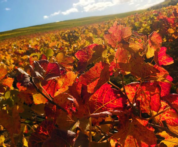 Coteaux-du-Giennois AOC Blanc , Domaine Raimbault Pineau