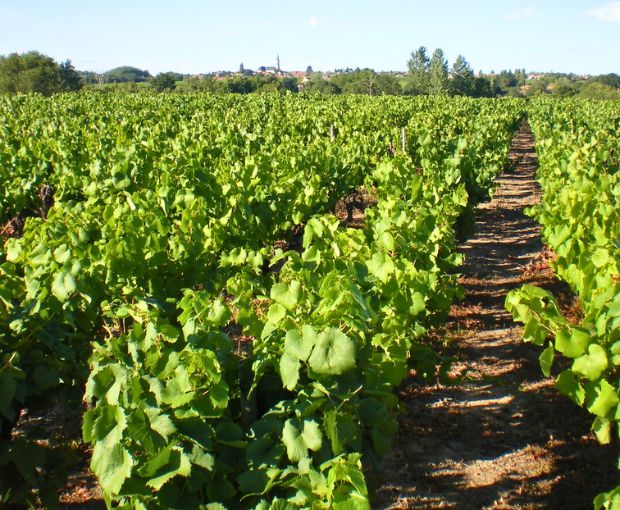 Méthode Traditionnelle AOC Cuvée Signée, Domaine R de la Grange