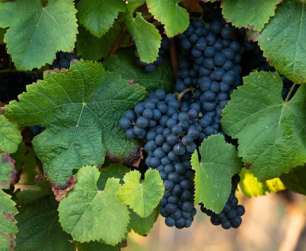 Egiodola Terroirs & Cepages d'Exception, La Cave des Vignerons Landais