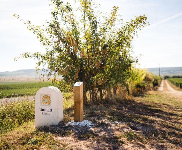 HALF Champagne Ruinart Blanc de Blancs Brut NV