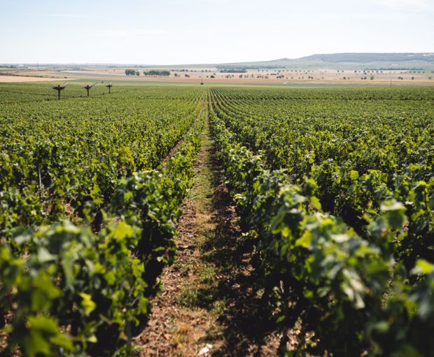 HALF Champagne Ruinart Rosé NV