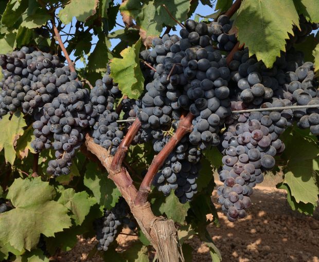 Nero d'Avola DOC Sicilia Lustru, Sibiliana Vini