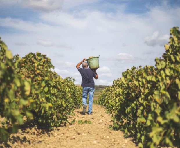 Nero d'Avola DOC Sicilia Lustru, Sibiliana Vini