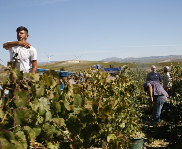 Grillo DOC Sicilia Lustru, Sibiliana Vini