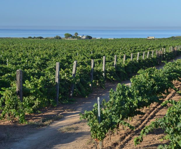 Grillo DOC Sicilia Lustru, Sibiliana Vini