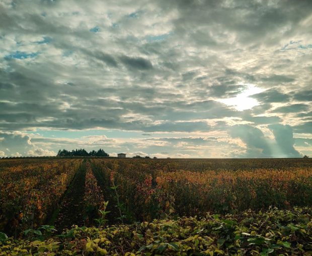 Saint Emilion Grand Cru AOC 2016, Château Pavillon Rocher