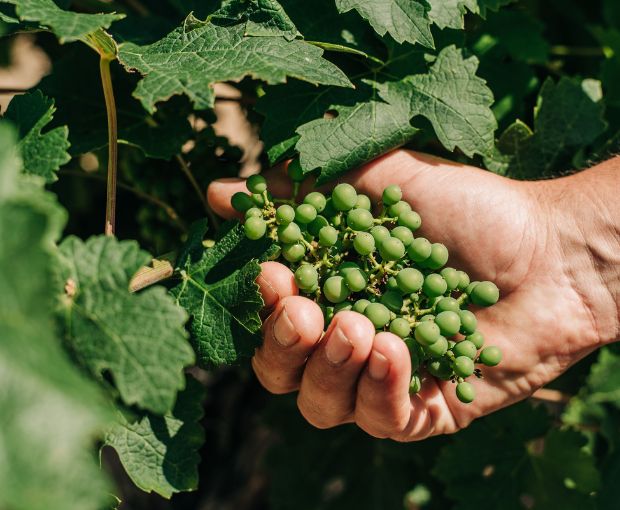 Saint Laurand Collection Privée VdF Blanc, Les Celliers de Corneille