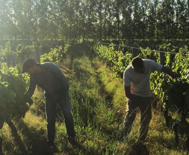 Syrah Barrel Selection Patagonia 2019, Fabre Montmayou