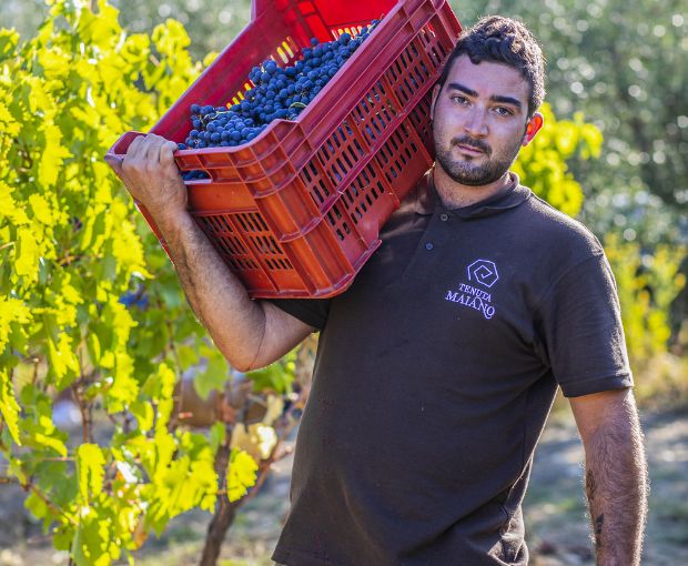 Maiano Brut Spumante, Tenuta Maiano