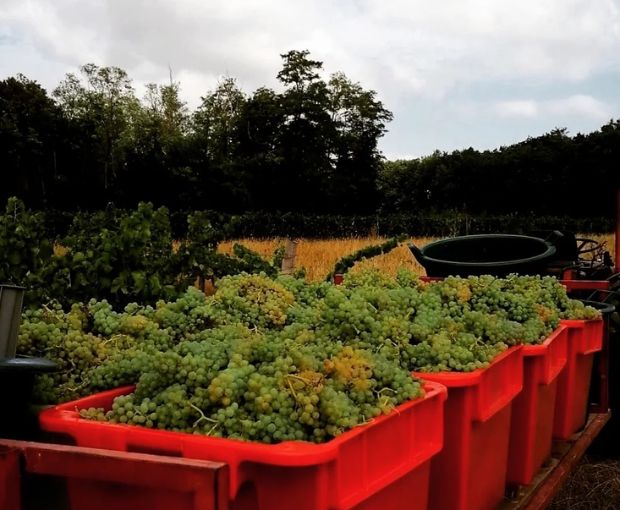 Les Semis-Lions VdF 2021, Château Terre-Fauve