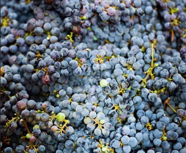 Les Mémoires Fauves VdF 2020, Château Terre-Fauve