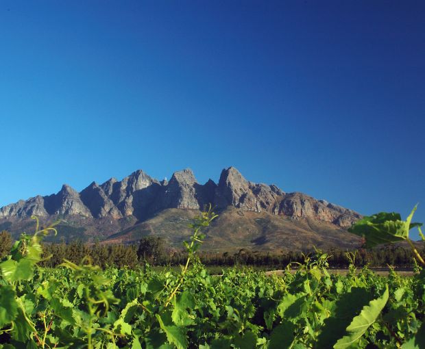 Cabernet Sauvignon Coteaux de Montagne, The Wine Gallery