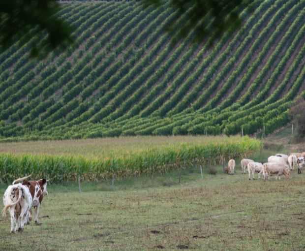 Tursan AOC Rouge No Added Sulphites, La Cave des Vignerons Landais