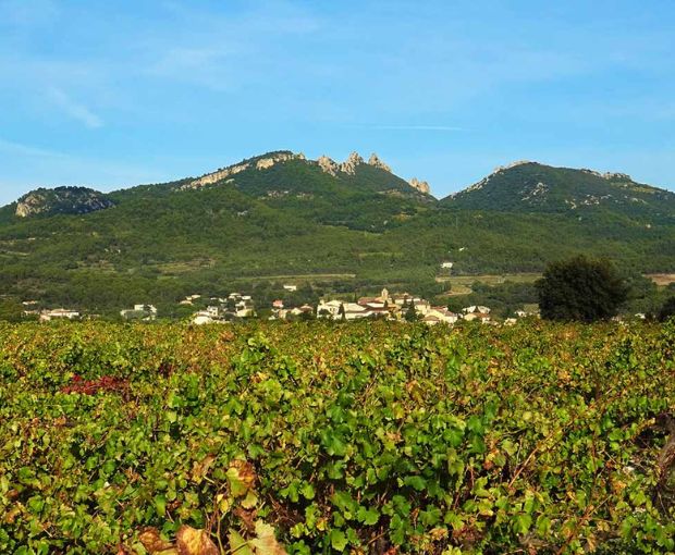 Vacqueyras AOP 2023, Francois Xavier Lambert