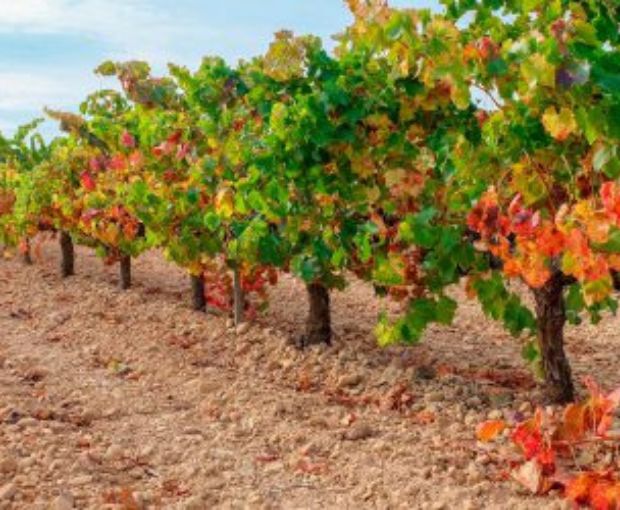Nuestra Señora de Ujue White DO Navarra, Vega del Castillo
