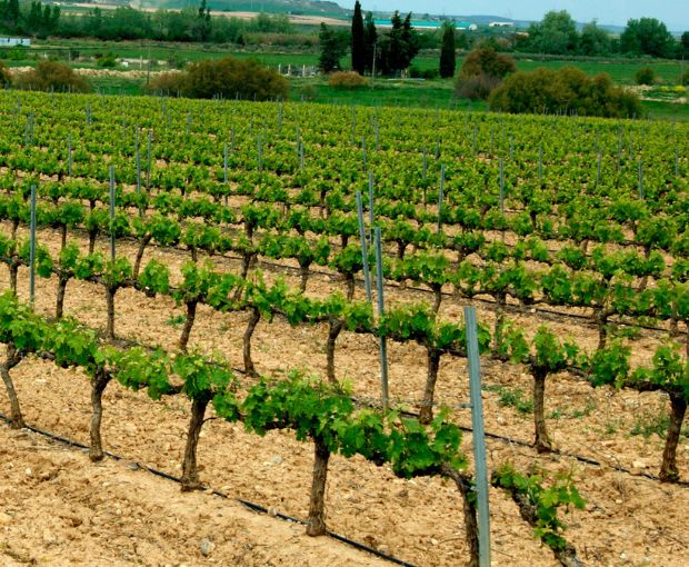 Nuestra Señora de Ujue White DO Navarra, Vega del Castillo