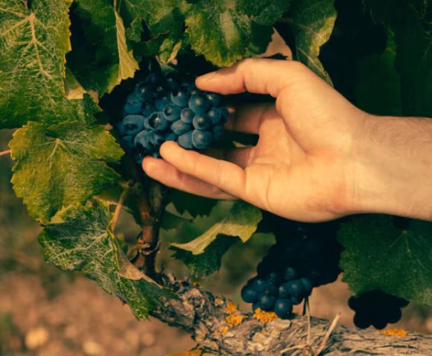 Champagne Veuve Clicquot Rosé