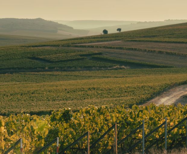 Champagne Veuve Clicquot Yellow Label Brut