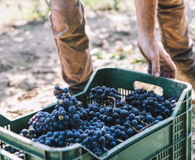 Pulignano IGT Toscana 2018, Villa Bibbiani