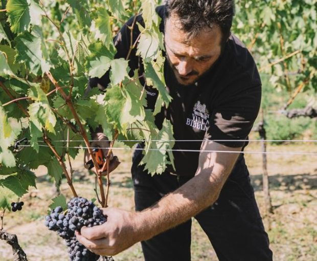 Montereggi IGT Toscana 2018, Villa Bibbiani