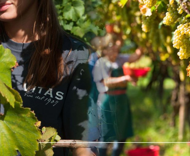 Friulano DOC Friuli, Villa Vitas