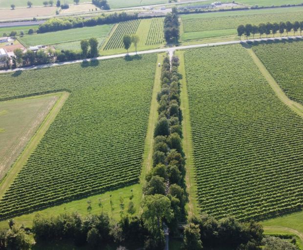 Friulano DOC Friuli, Villa Vitas