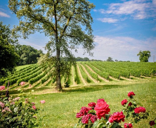 Tursan AOC Rouge, La Cave des Vignerons Landais