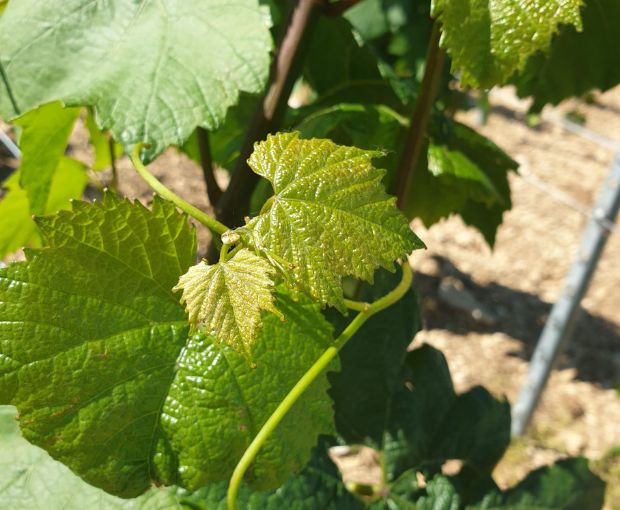 Chablis 1er Cru AOC Vosgros 2022, Jean-Pierre & Alexandre Ellevin