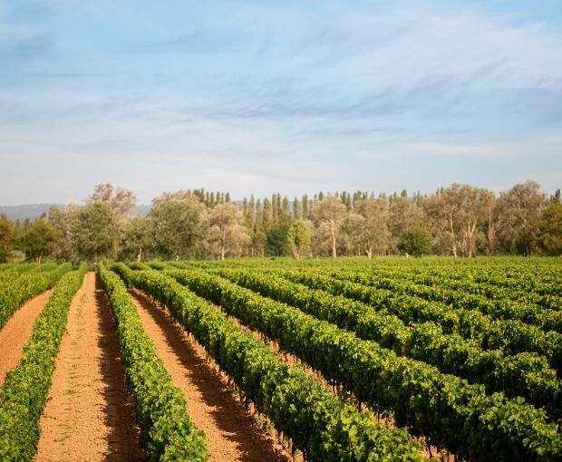 Saint Laurand Collection Privée VdF Rosé, Les Celliers de Corneille