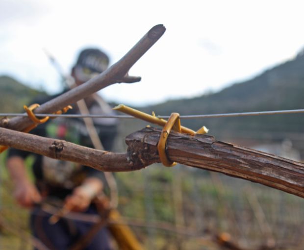 Mencia DO Monterrei, Antonio Montero