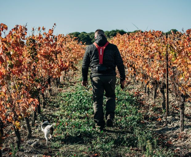 Saint Laurand Collection Privée VdF Rosé, Les Celliers de Corneille