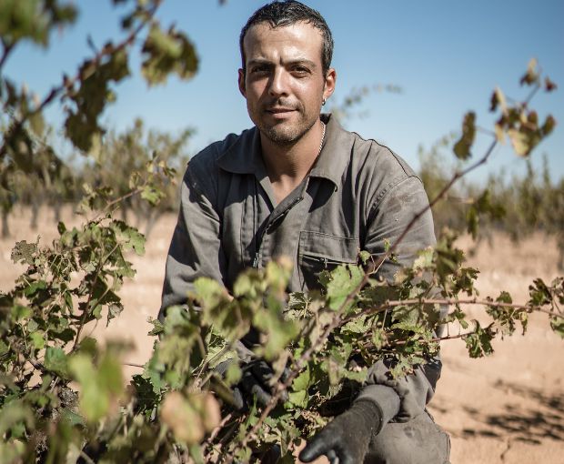 El Pinar de Villena Rosé, Las Virtudes