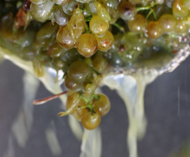 Grüner Veltliner Kamptal DAC, Weingut Waldschütz