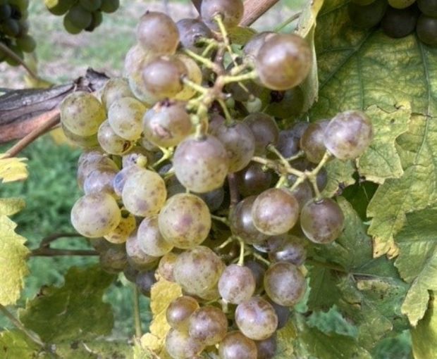 HALF Riesling Eiswein 2016, Weingut Familie Rauen