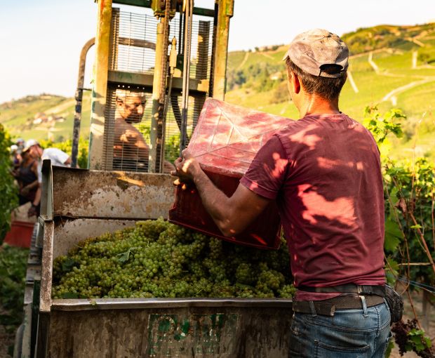 Gavi DOCG, Antico Monastero