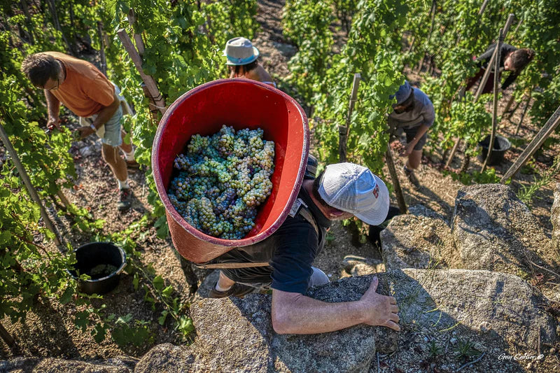 Domaine Christophe Pichon