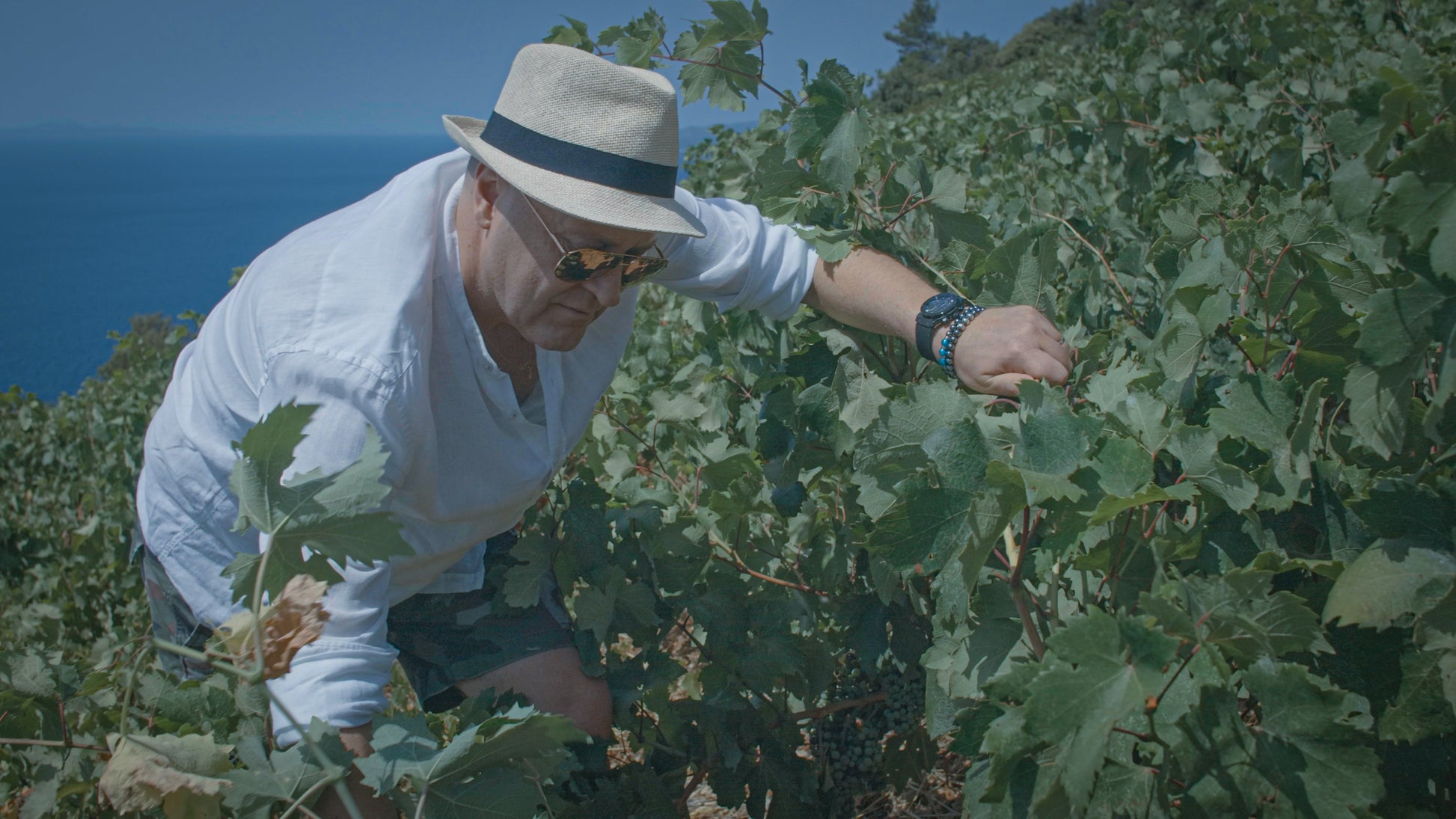 Black Dalmatian 2022, Saints Hills